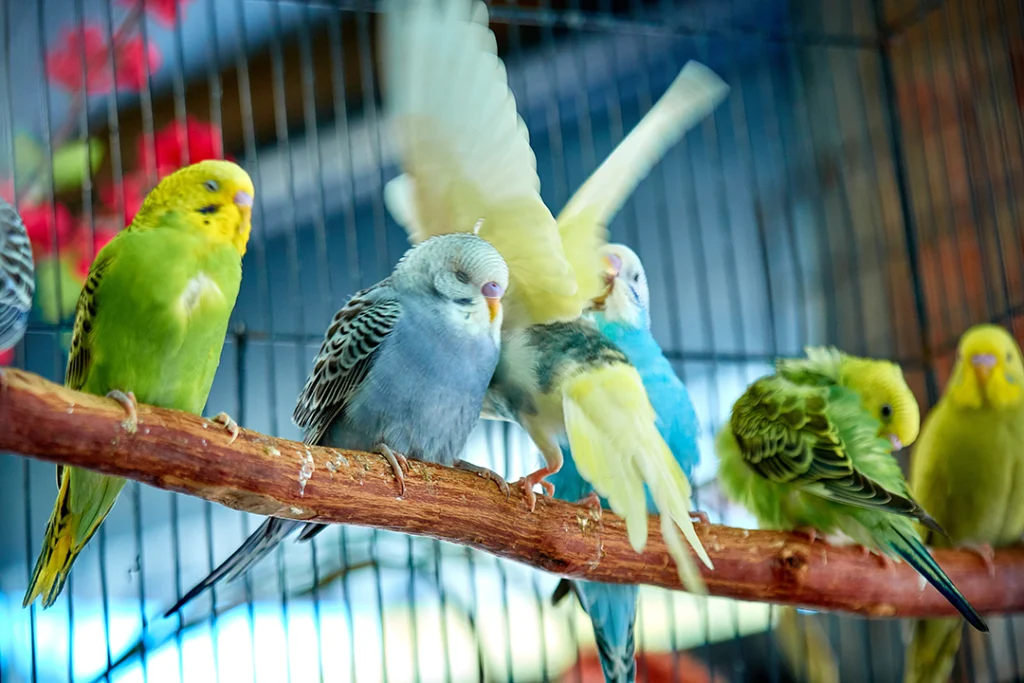 pet parakeets in a cage