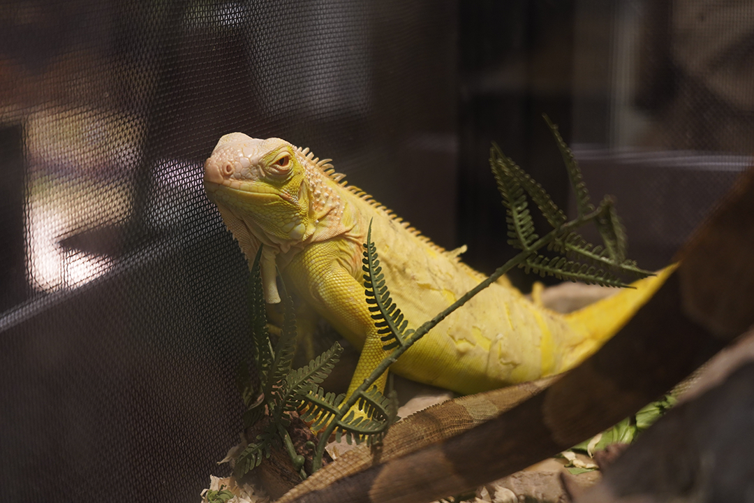 pet lizard in a warm enclosure