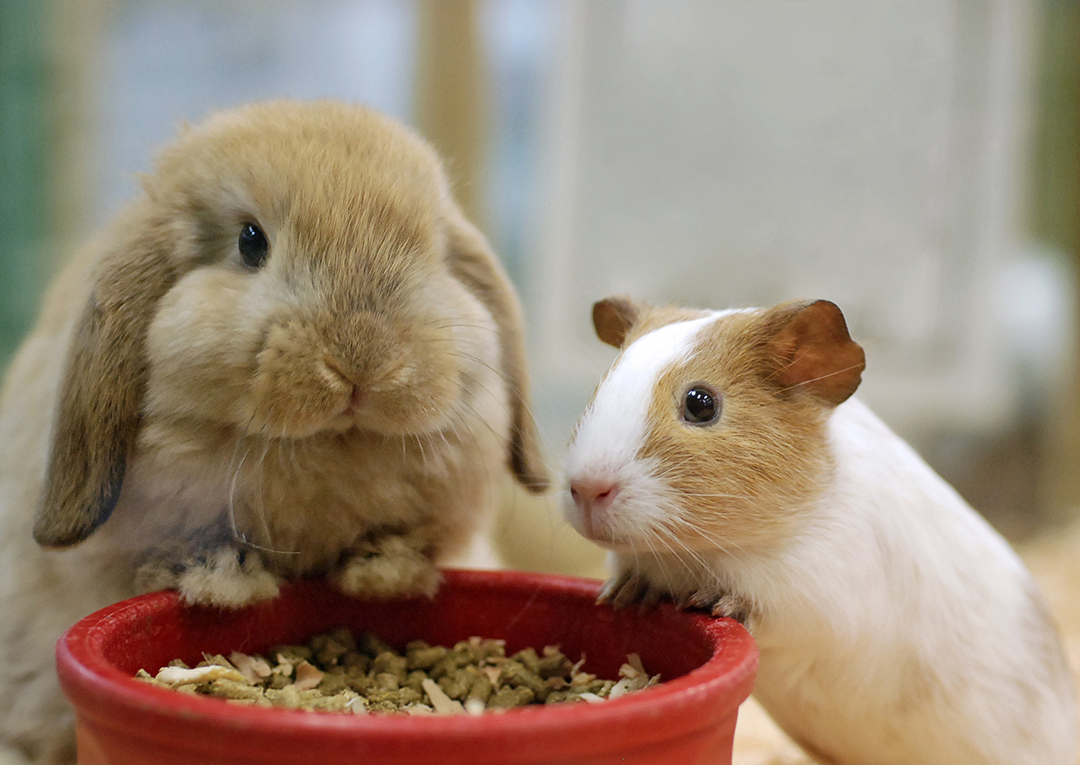 pet rabbit & guinea pig eating